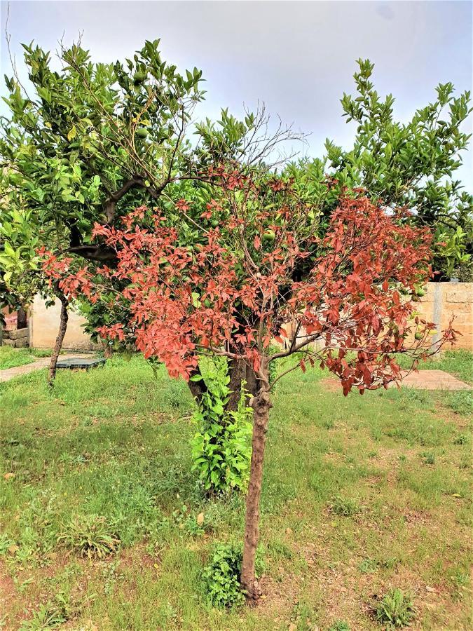 Villa Nel Salento - Ampie Camere E Giardino, Fino A 9 Persone Barbarano del Capo ภายนอก รูปภาพ